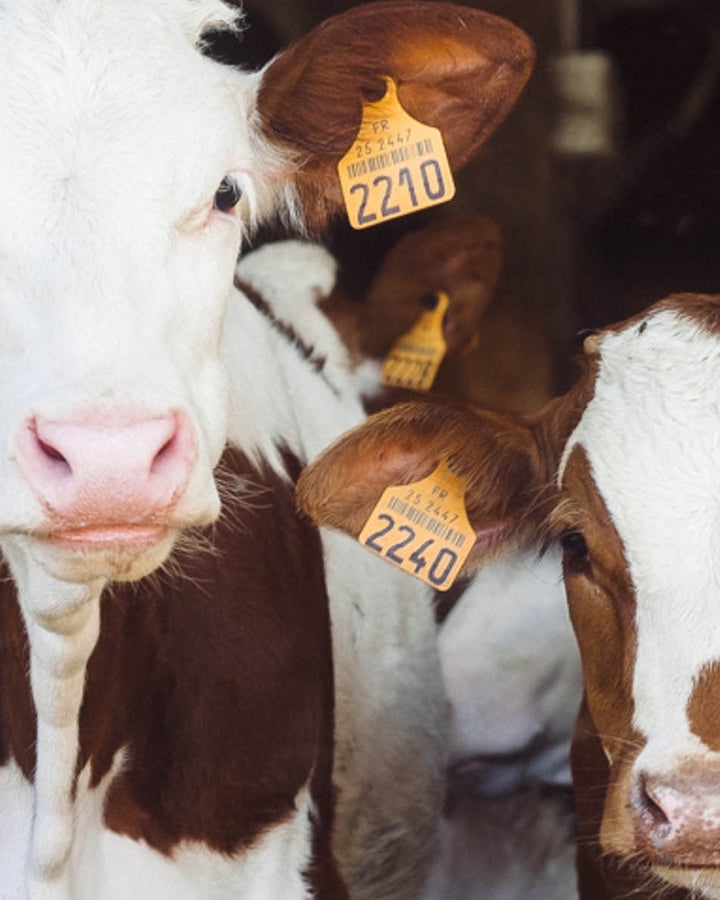 7 Reasons Why I Don’t Eat Dairy or Meat