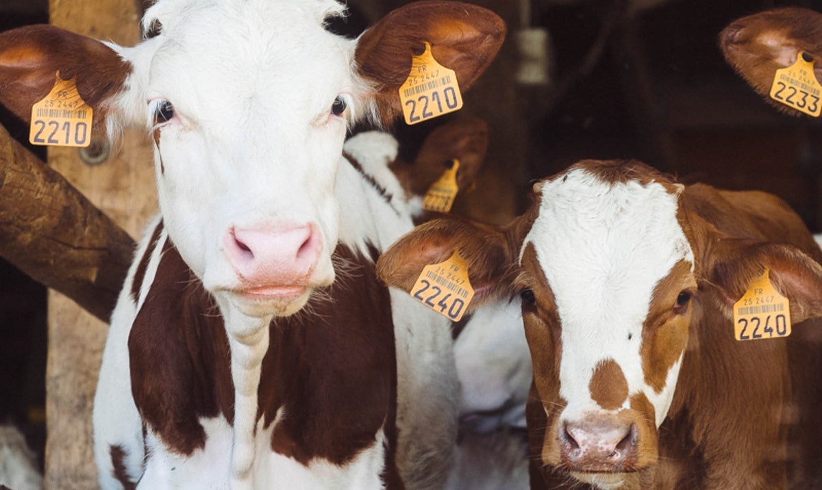 Two brown-and-white calves with ear tags looking at the camera