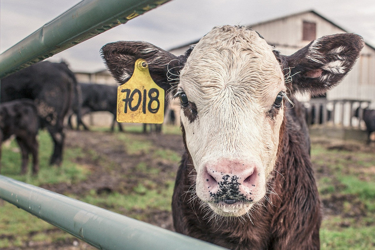 Young calf standing in a farm field
