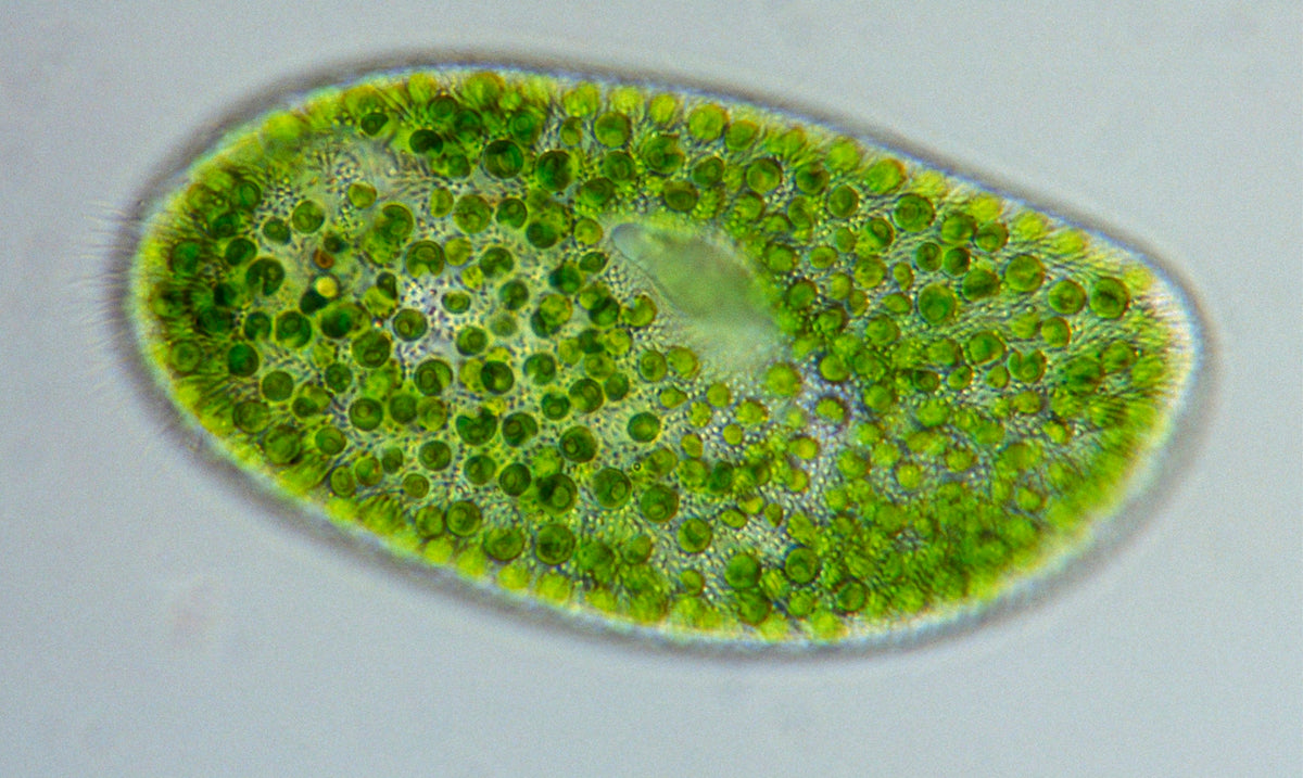 health benefits chlorella