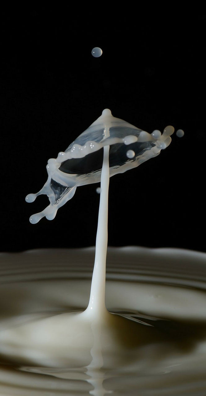 A drop of milk splashing up from a pool of milk against a black background