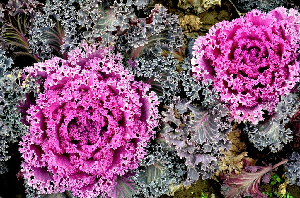 Purple and green ornamental kale plants seen from above