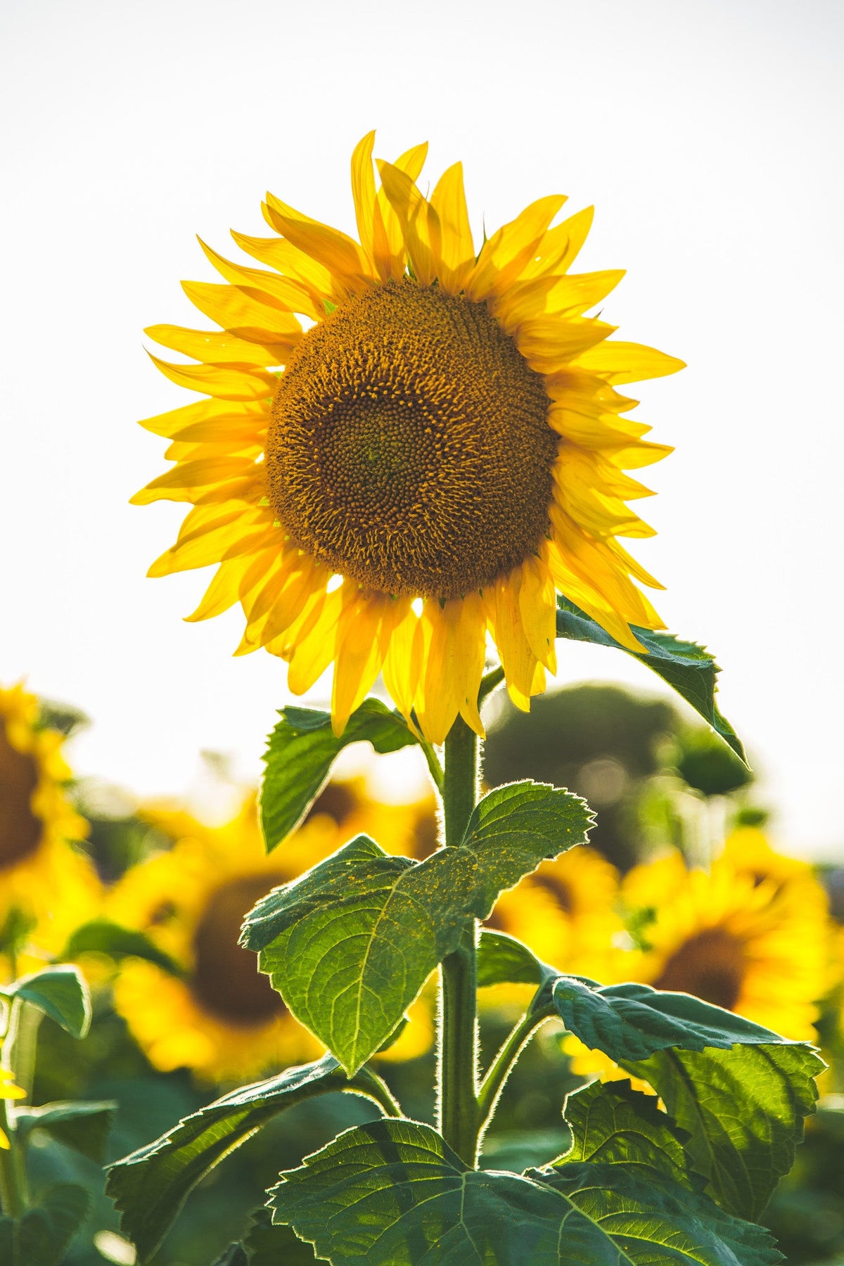 Close-up of a sunflower in bloom in a field of sunflowers