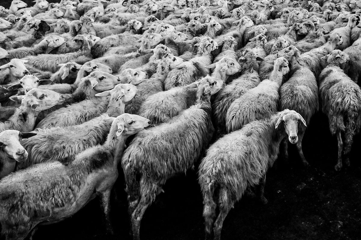 Sheep in a field