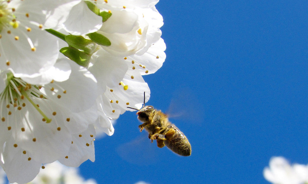 Honeybee flying toward white blossoms against a blue sky