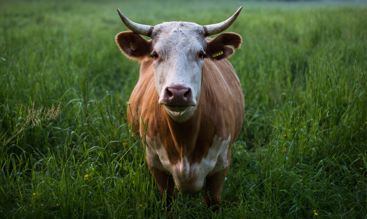 deal with dairy and lactose intolerance