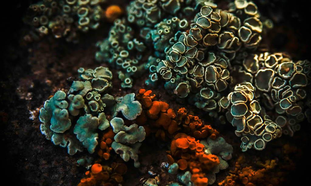 what is lichen