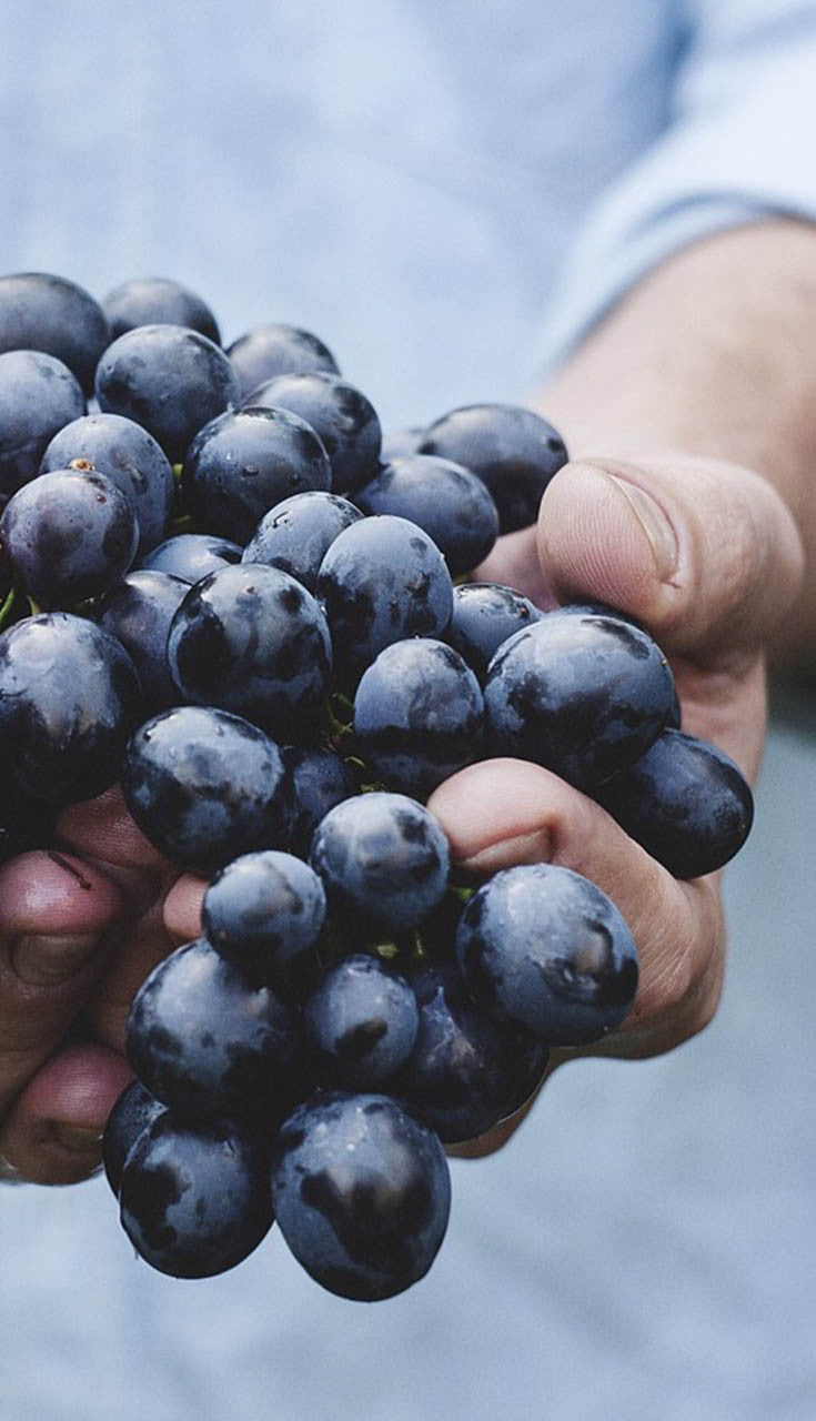 Hand holding a bunch of dark purple grapes