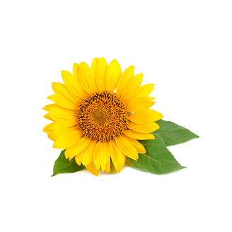 sunflower-whole