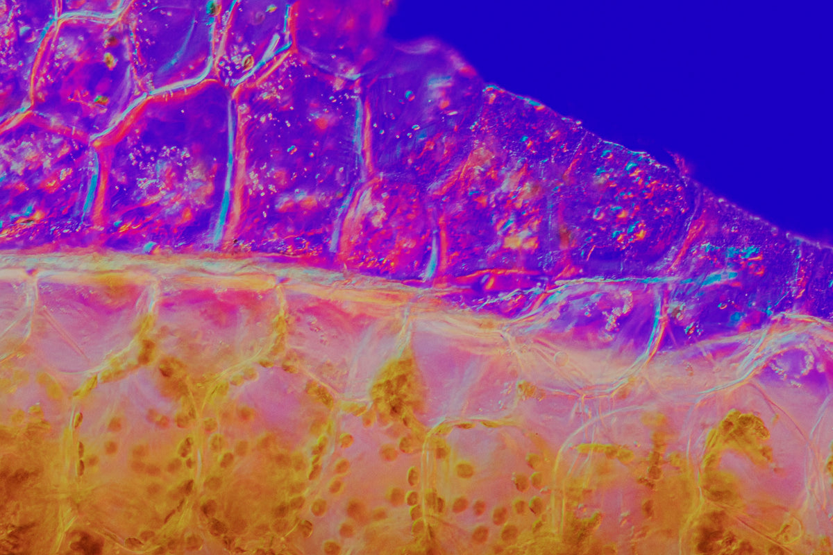 aloe vera under microscope
