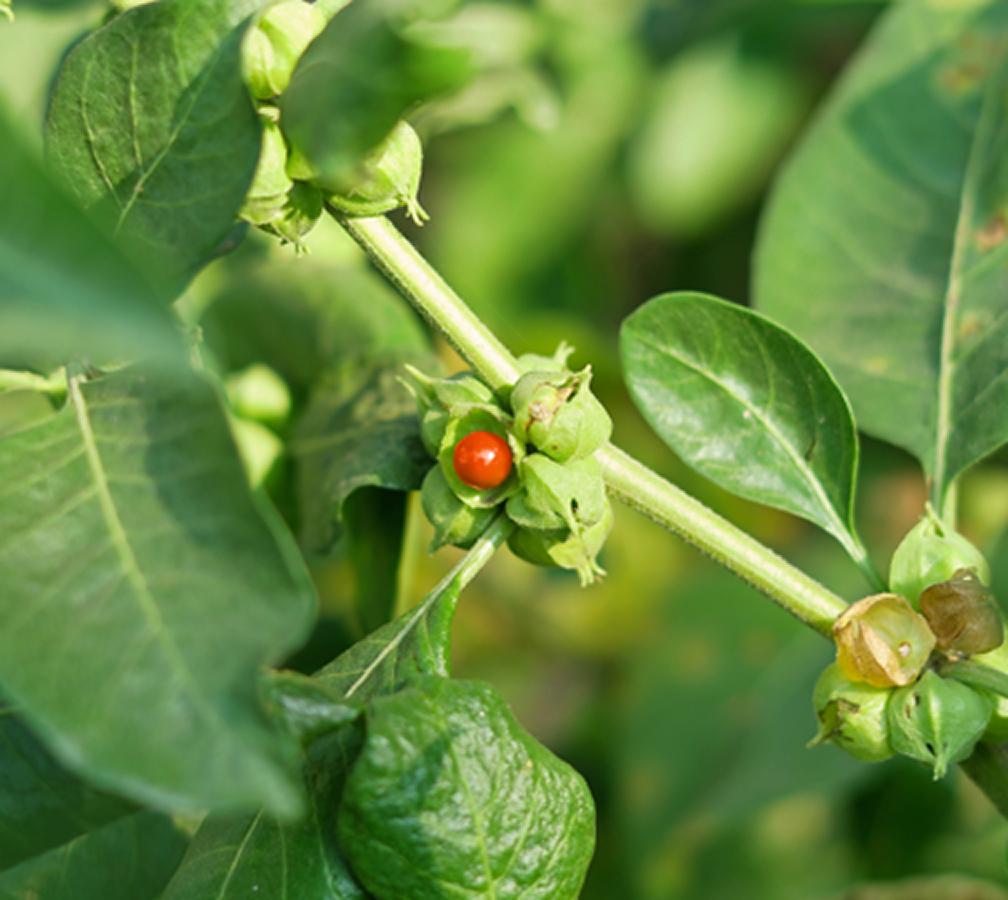 Organic Ashwagandha