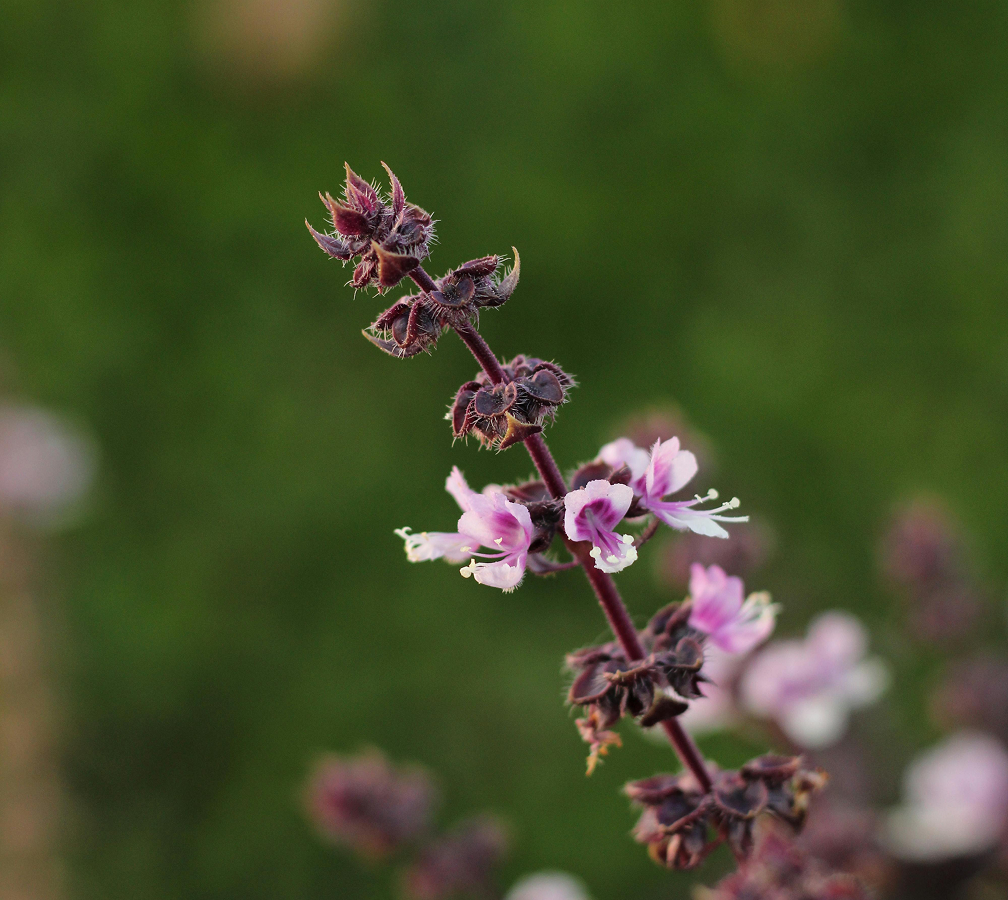 Holy Basil