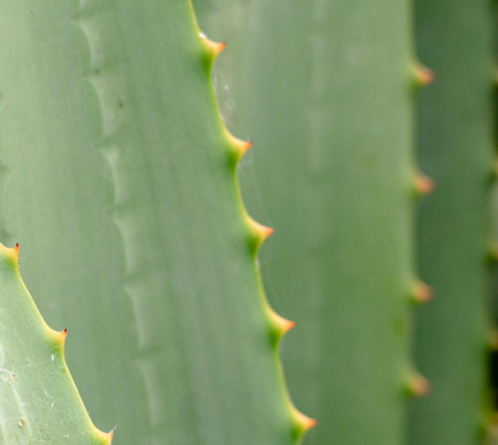 Aloe Vera