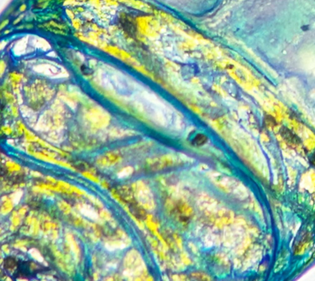 Bacillus subtilis