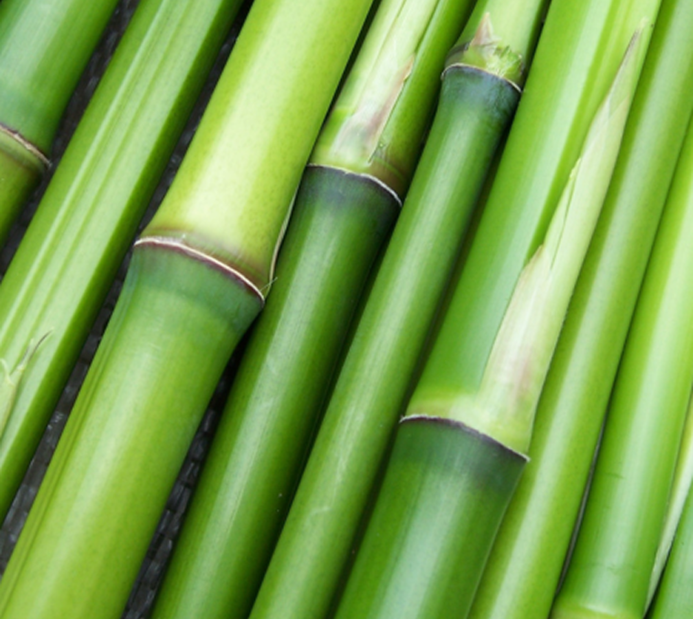 Organic Bamboo Whole Plant Extract