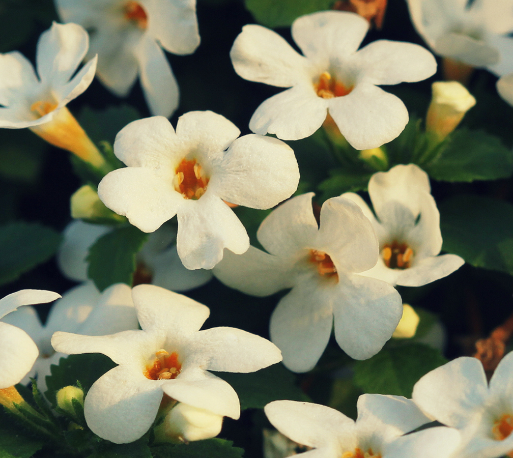 Bacopa Monnieri 