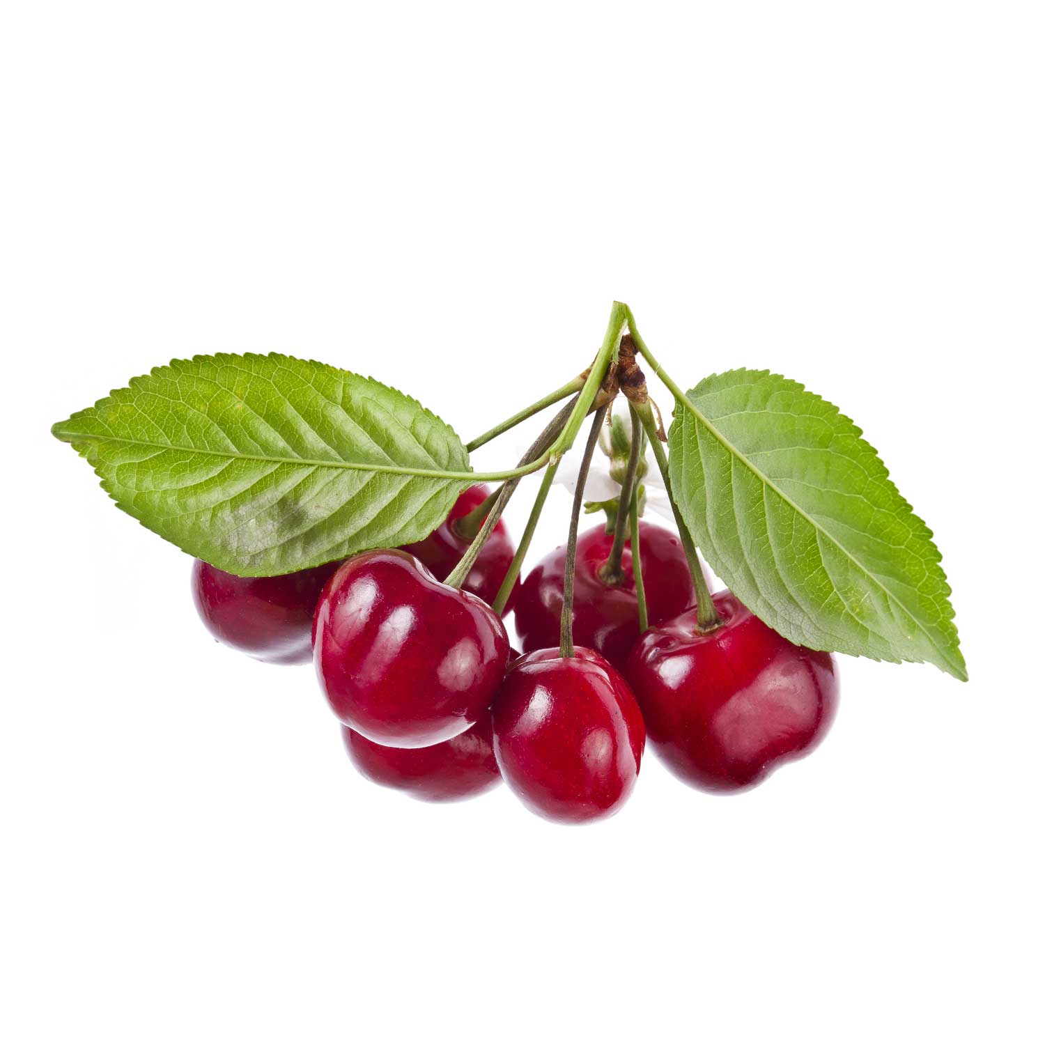 Organic Tart Cherry (Prunus cerasus) (Fruit) Powder