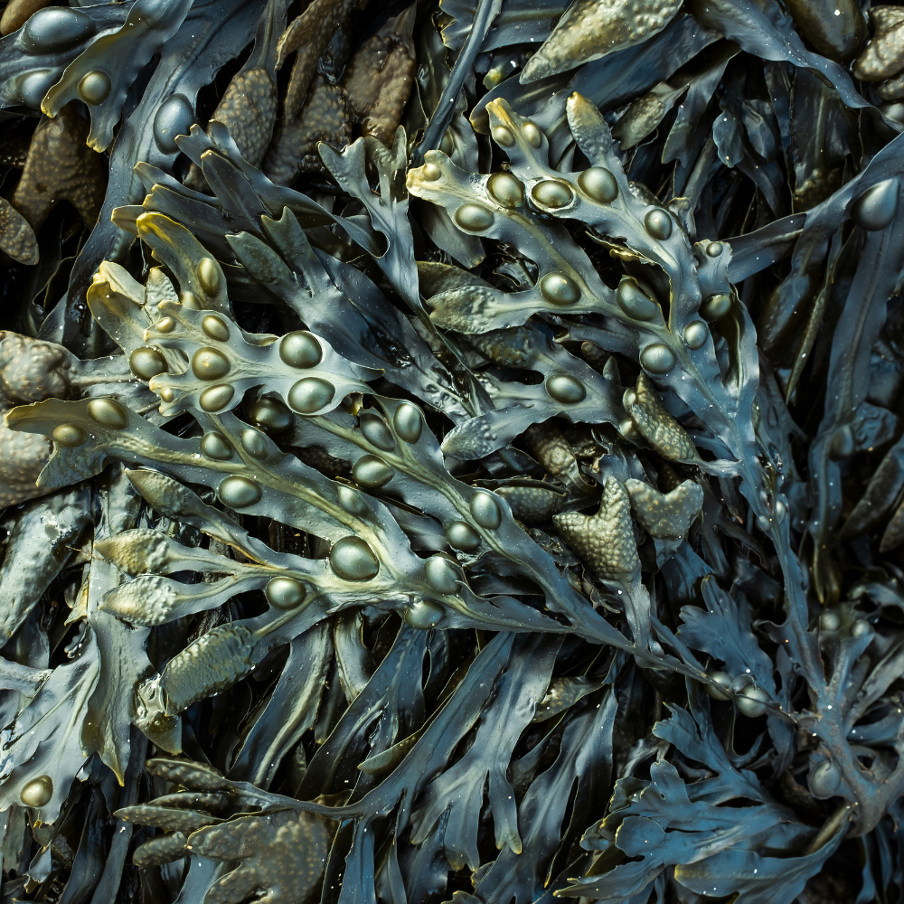 Organic Bladderwrack Full Plant Extract