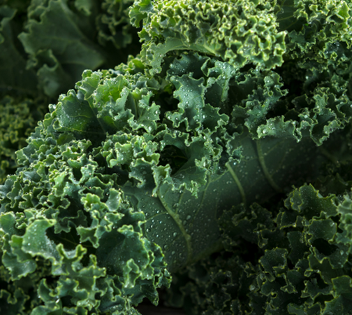 Organic Kale