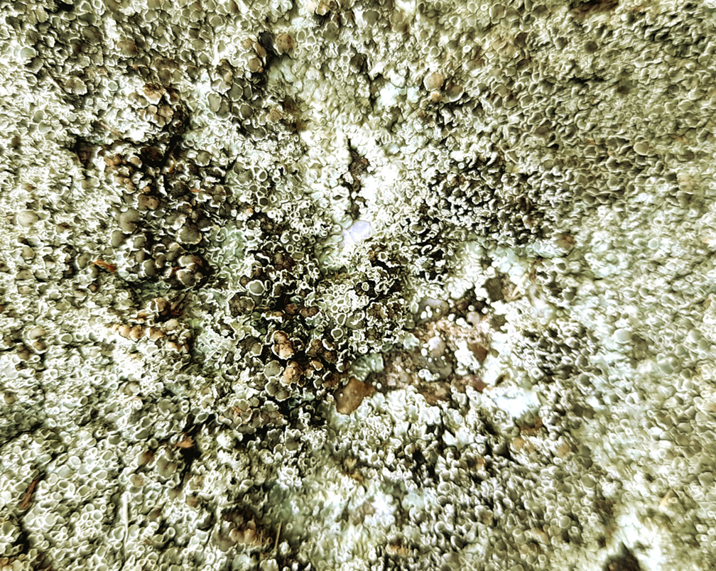 Lichen - Organic Vitamin D3