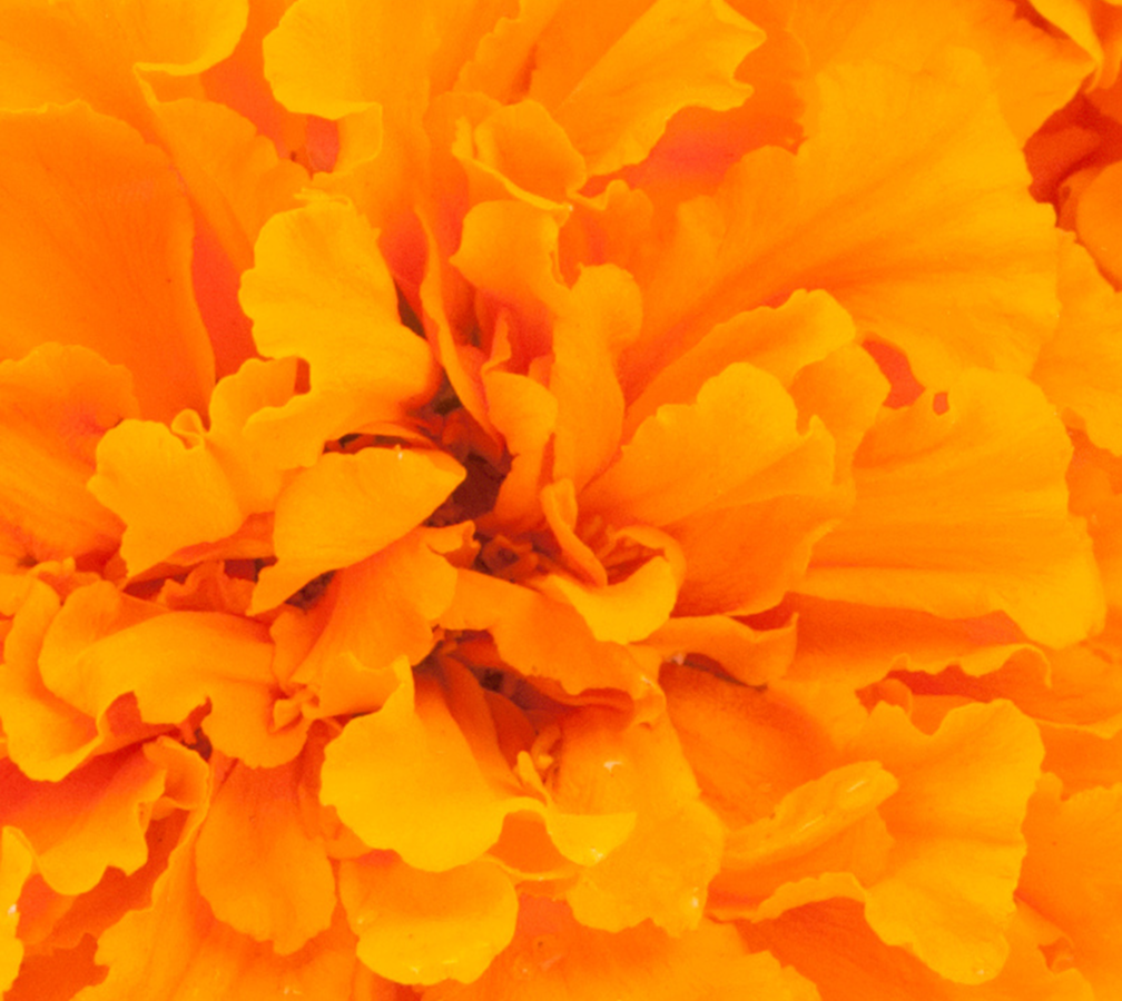 Lutein & Zeaxanthin from Marigold