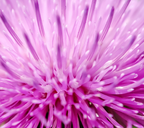 Organic Milk Thistle (Silybum marianum) (Seed) Extract