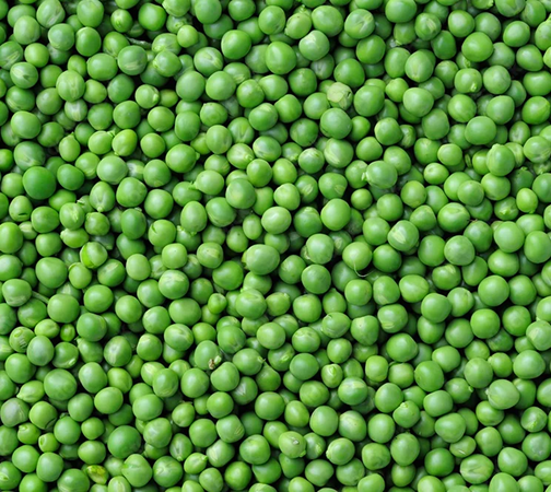 Organic Pea Protein