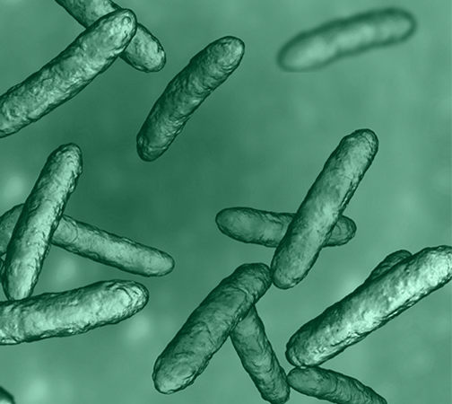 Lactobacillus acidophilus LA-14
