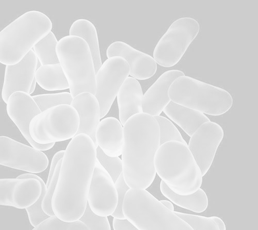 Lactobacillus crispatus (LCr86)