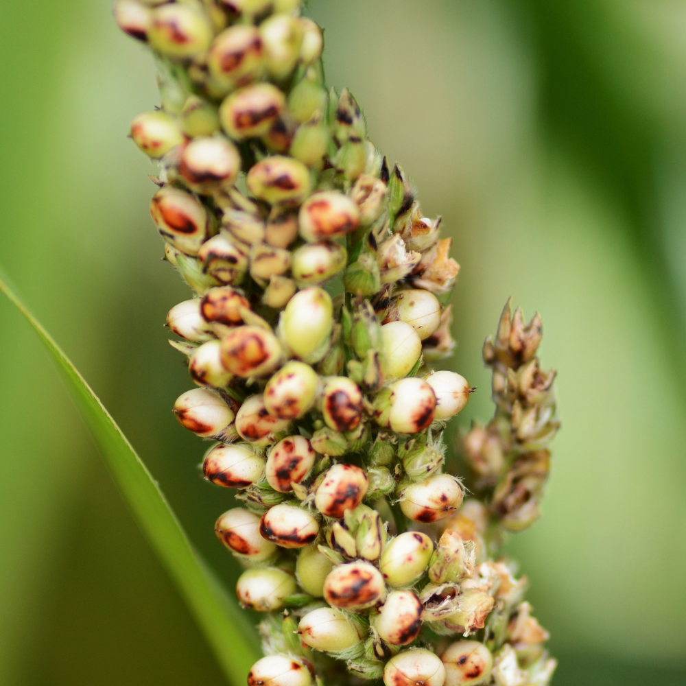 Organic Quinoa Sprouts Extract