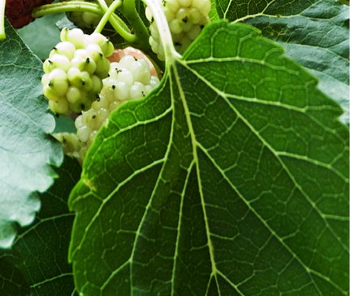 Reducose® Mulberry Leaf Extract 