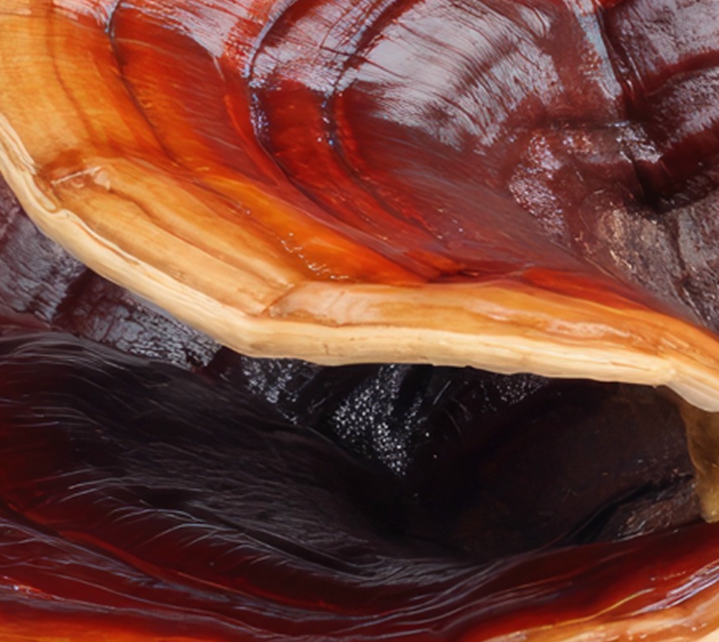 Organic Reishi Mushroom