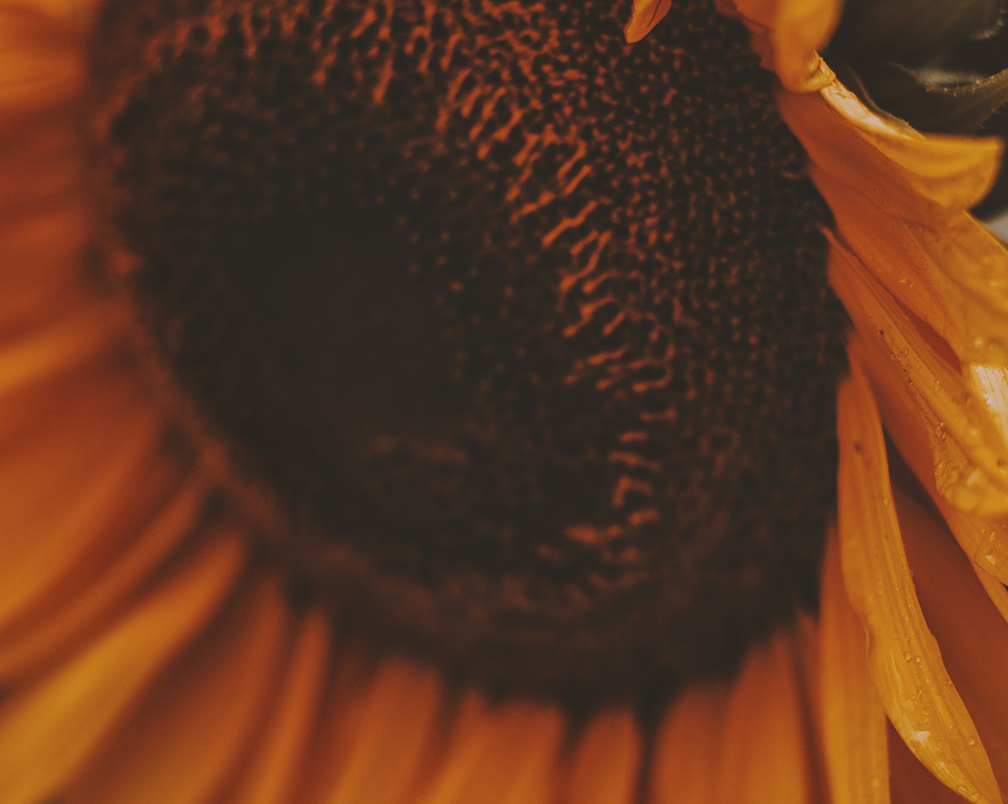 Organic Sunflower Lecithin