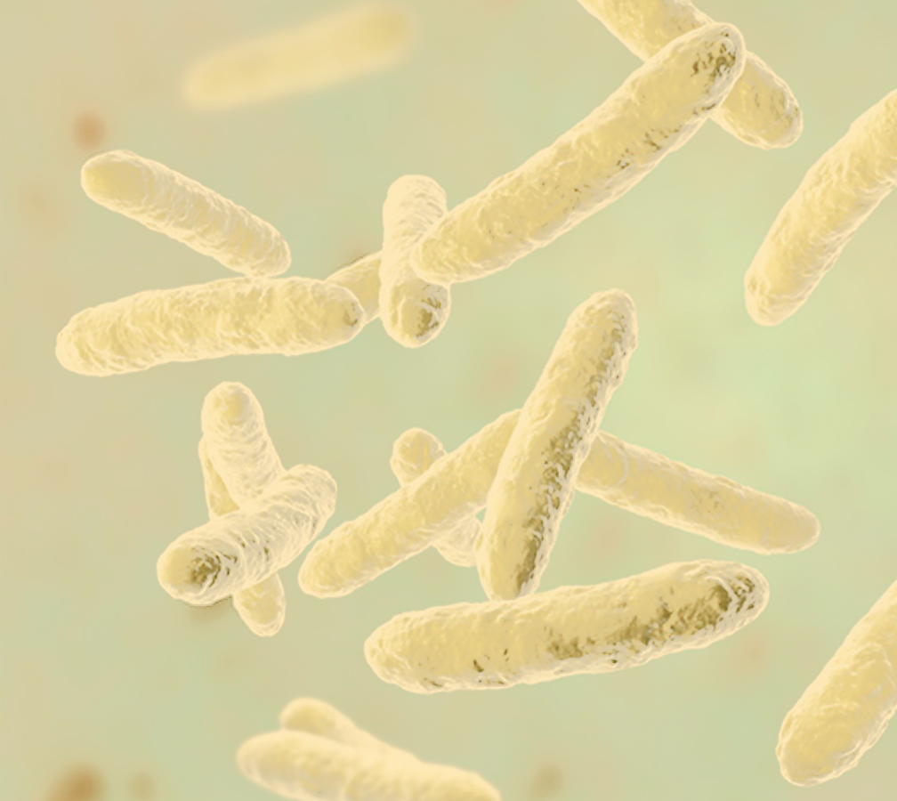 Lactobacillus rhamnosus GG (HOWARU®)