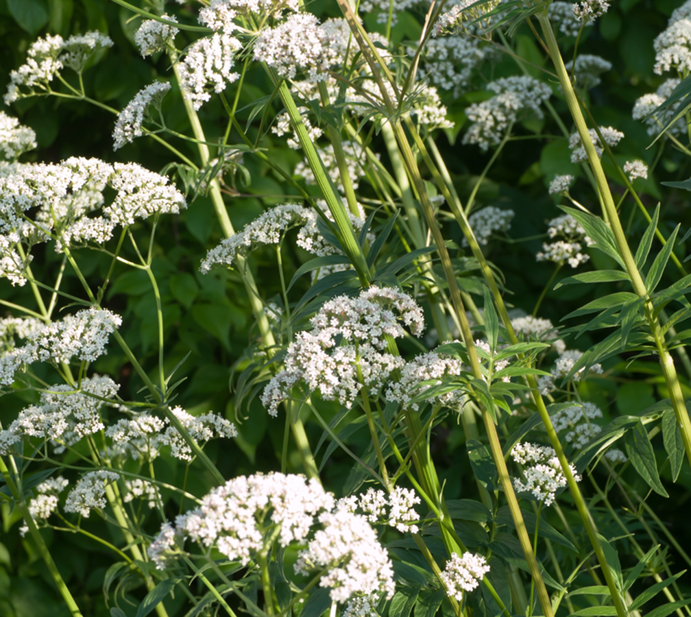 Organic Valerian Root Extract