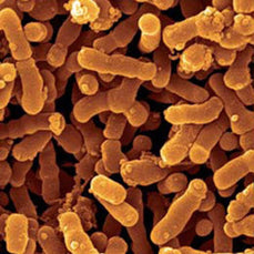 bifidobacterium-breve